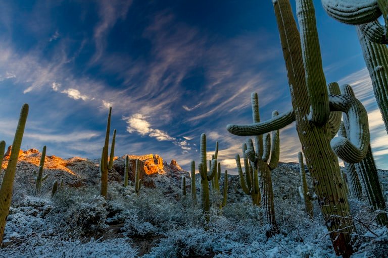 Saguaros under a dramatic winter sky in the Sonoran Desert